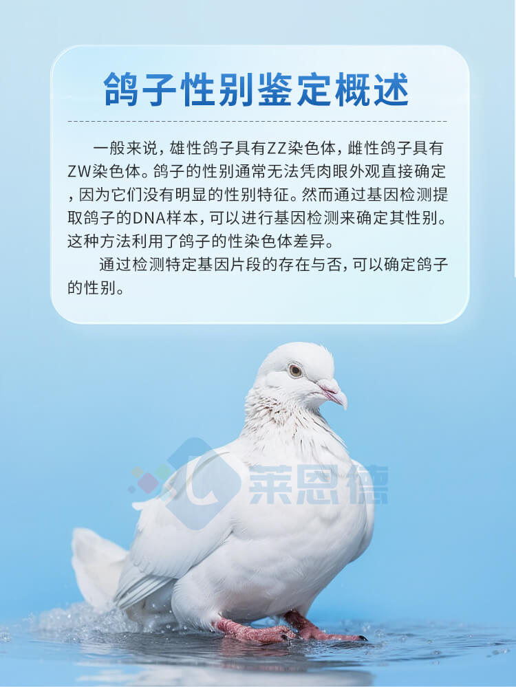 鴿子/鸚鵡性別DNA檢測(cè)儀