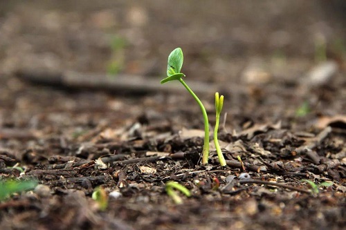 土壤養(yǎng)分速測儀在田間地頭的應用（土壤養(yǎng)分速測儀的農業(yè)功能）