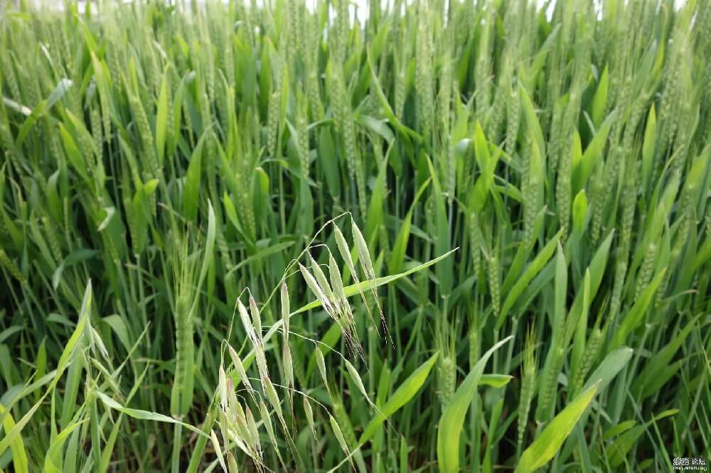 土壤水分測定儀在麥田中的應用