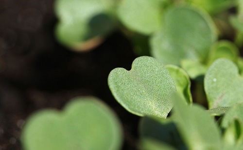 城市綠化工程土壤儀器設備的方案